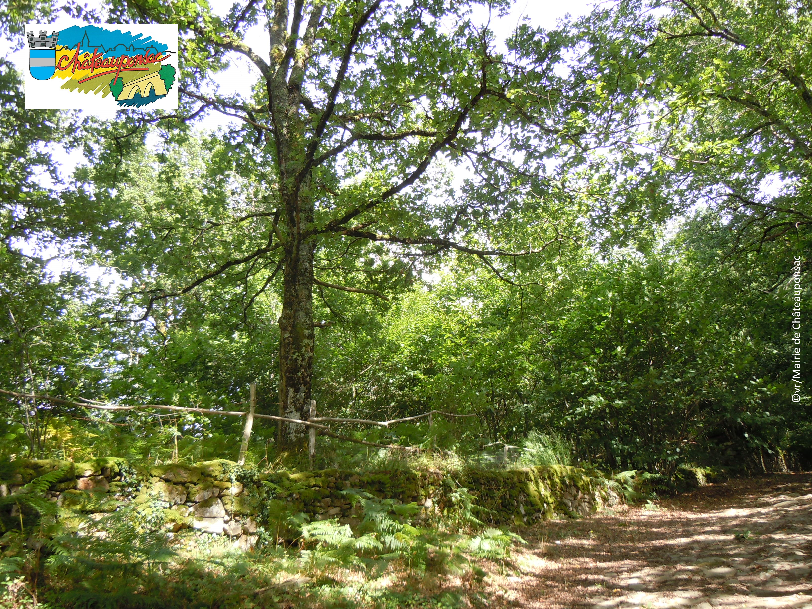 18 chêne et muret Téléthon.png