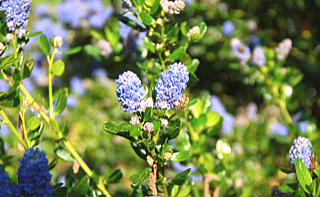 Papillonne - image 4.png