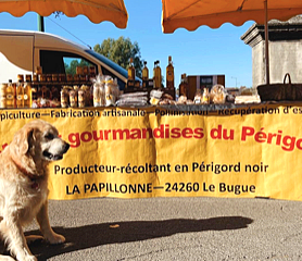 Papillonne - image 2.png