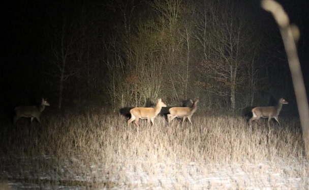 Comptage nocturne.png