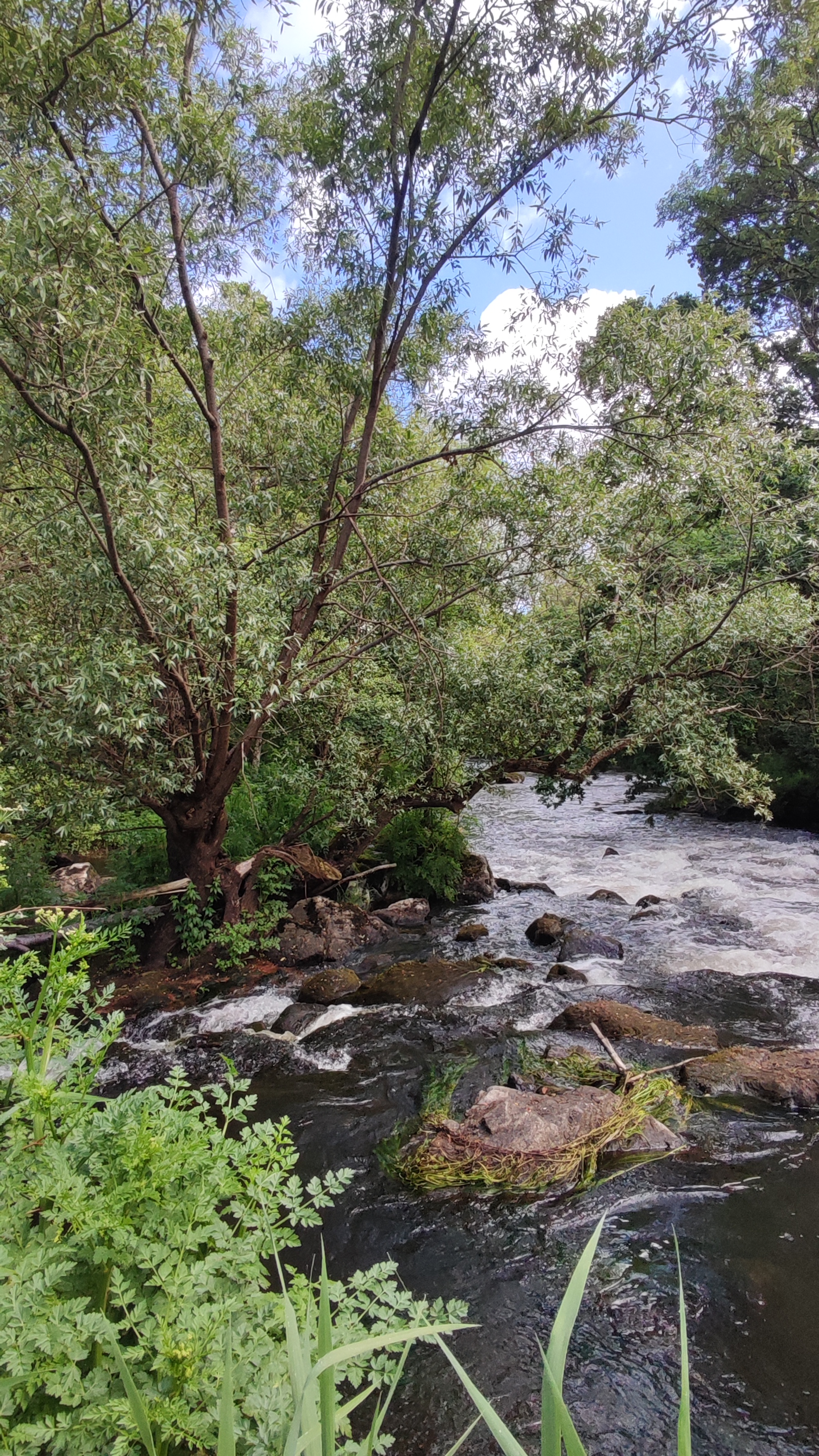 2ème prix jeunesse - L_eau dans son écrin de nature.jpg