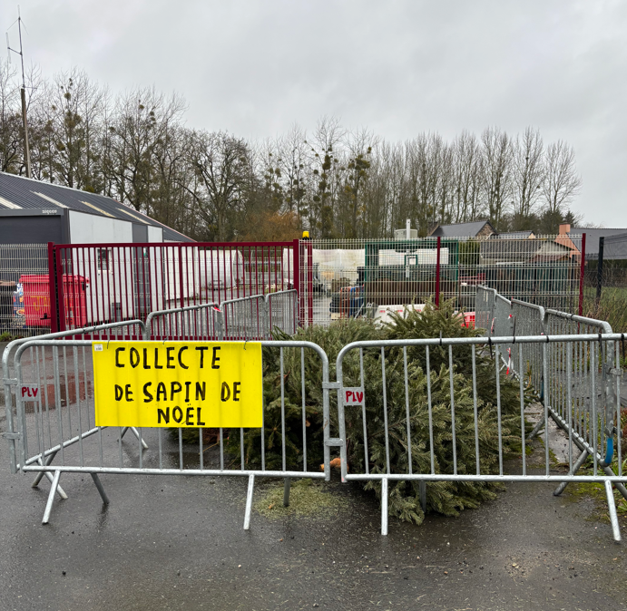 Collecte de sapins.png