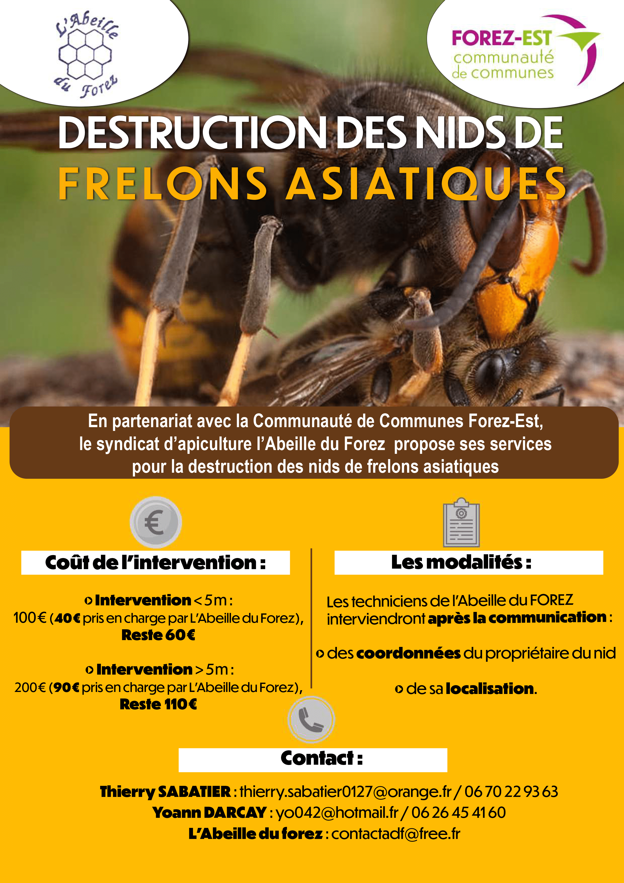 frelon asiatique.png
