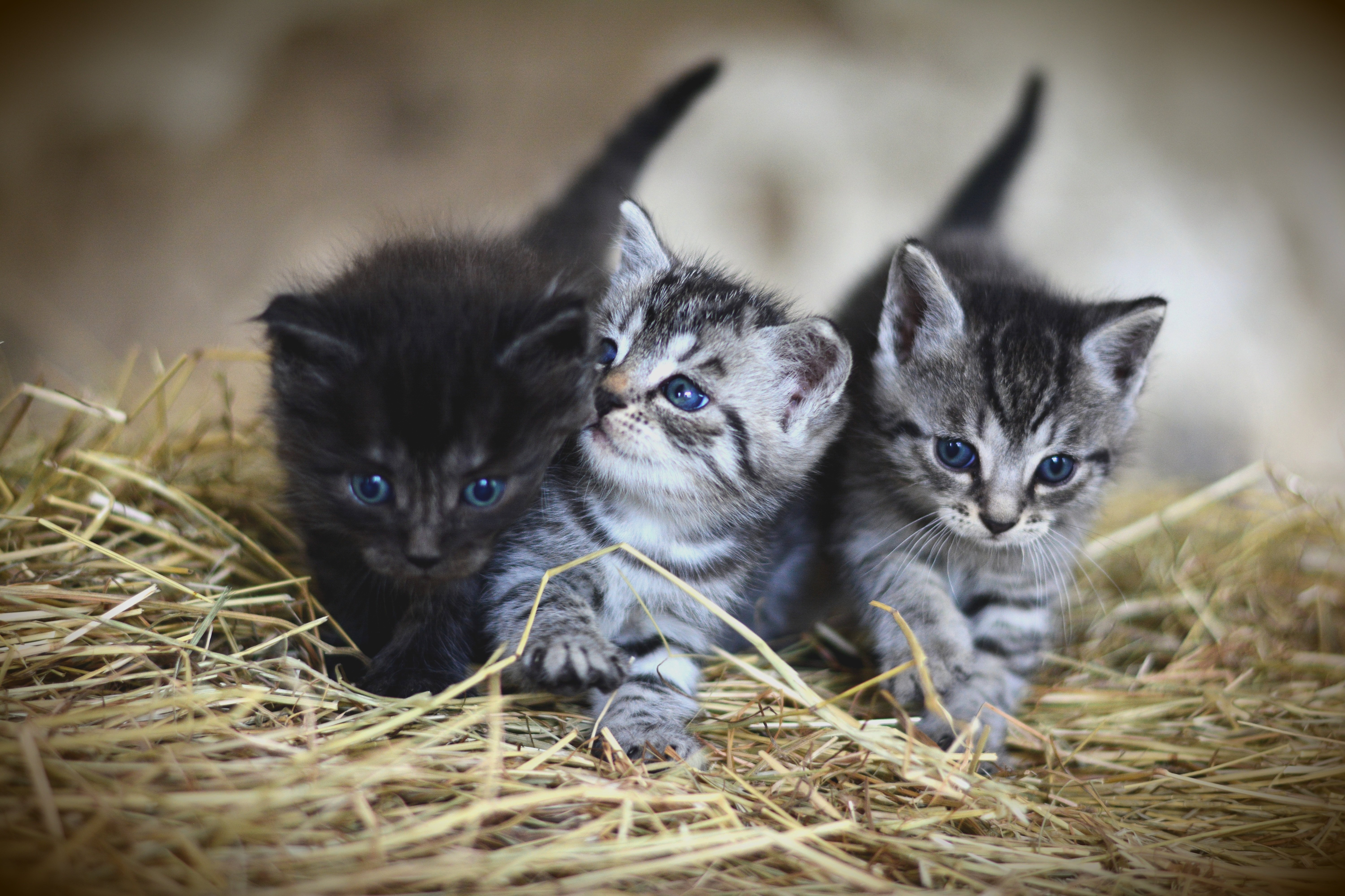 chatons.jpg