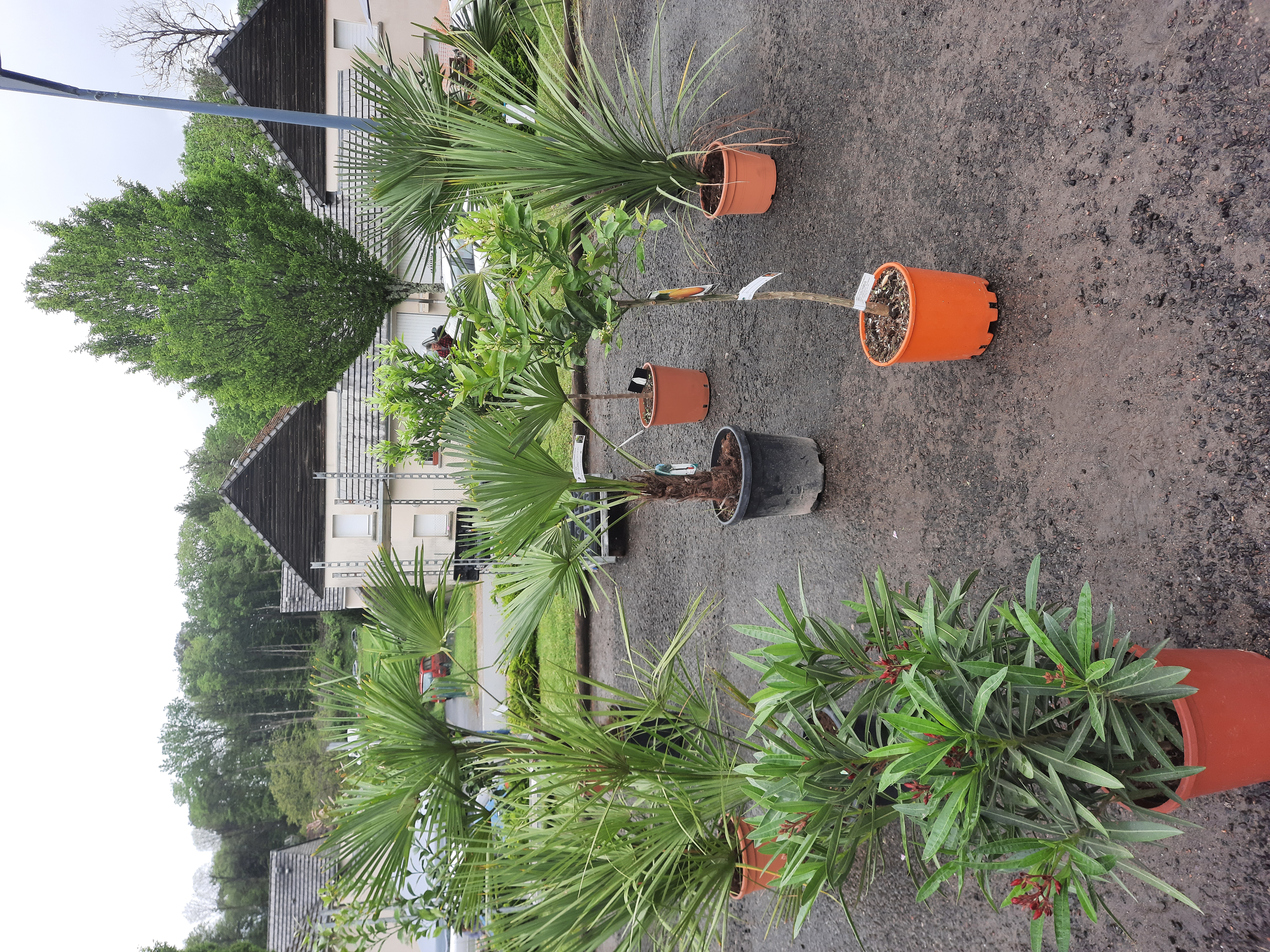 marché de primtemps 07 05 2023 _13_.jpg