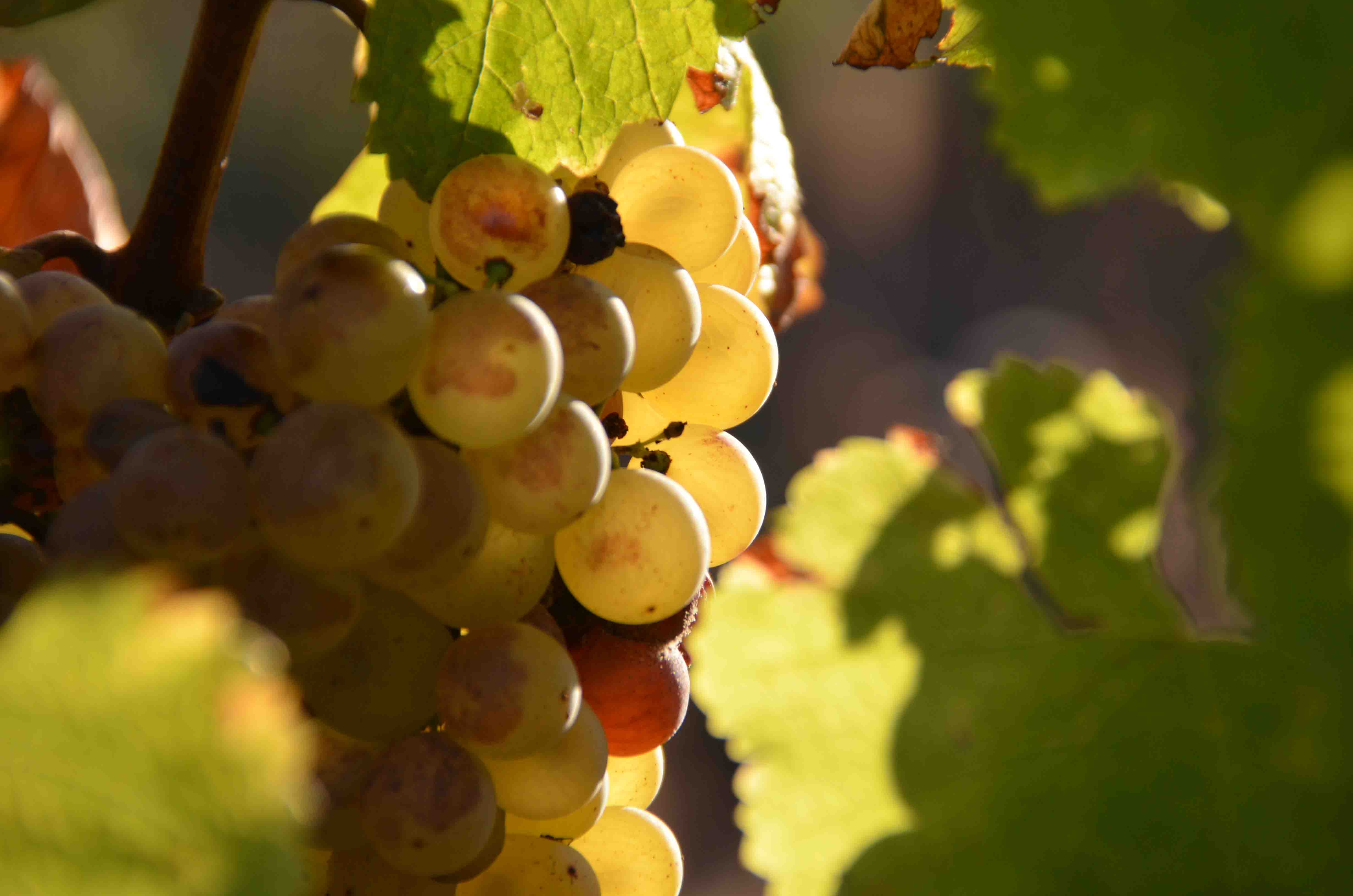 grappe saussignac 2.jpg