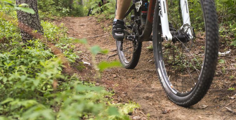 VTT en foret.jpg