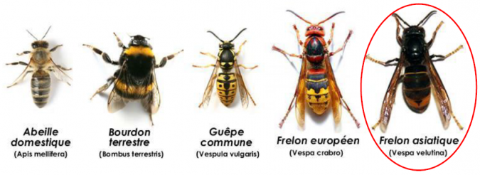Frelon asiatique.jpg