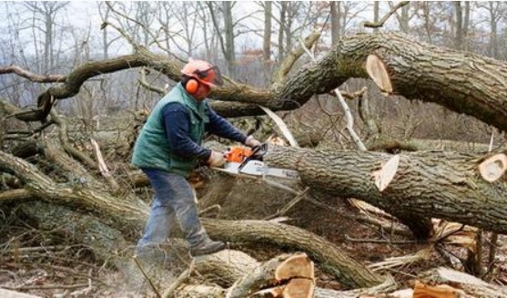 Coupe arbres foret.jpg