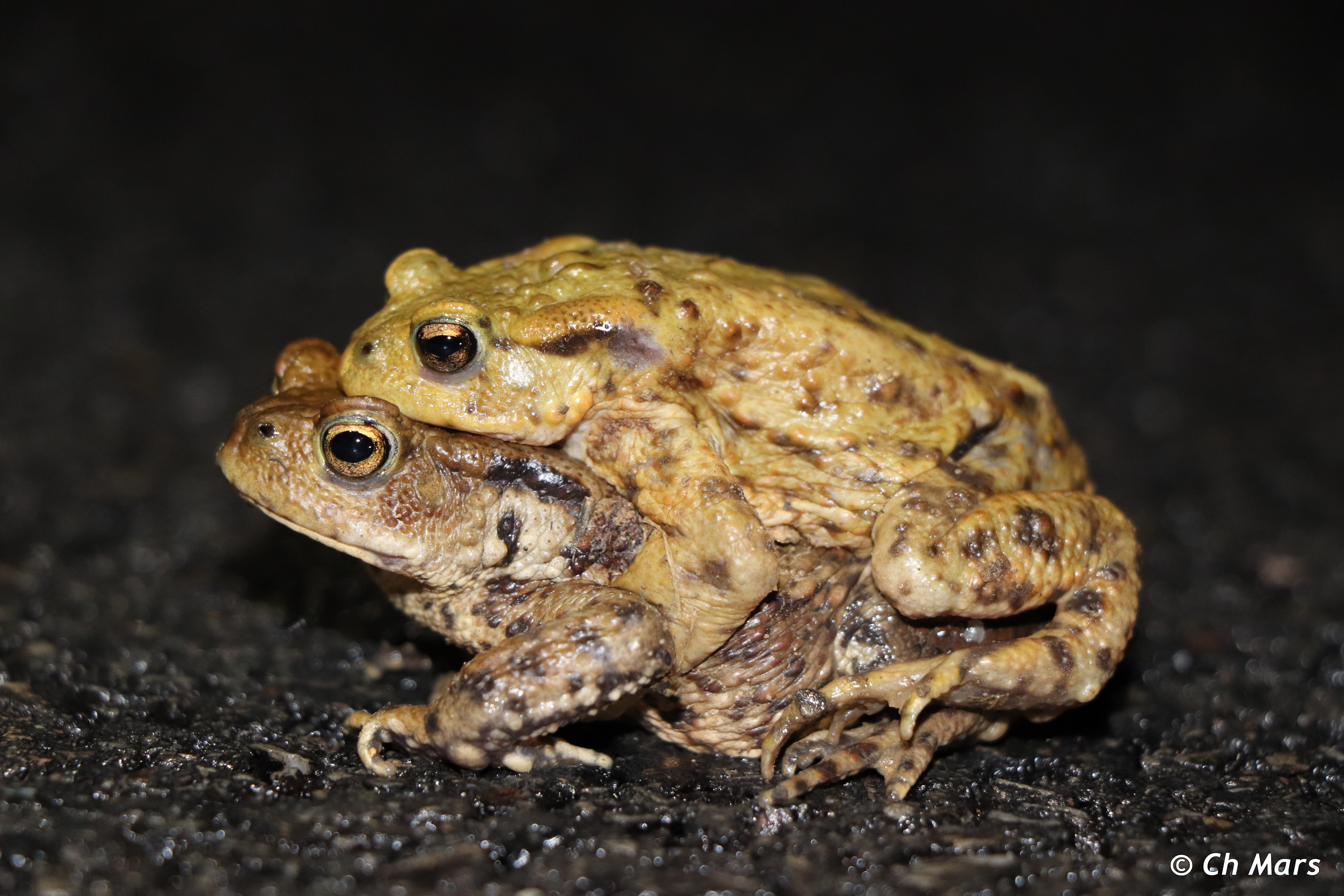Crapauds amplexus.jpg