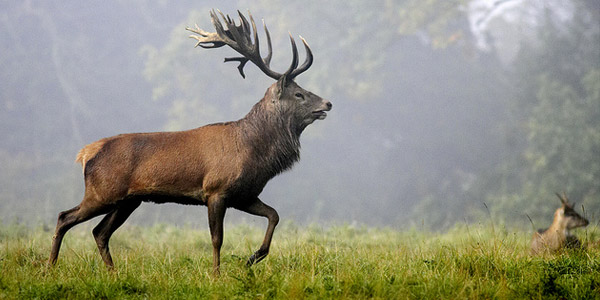 Vigifaune cerf.jpg