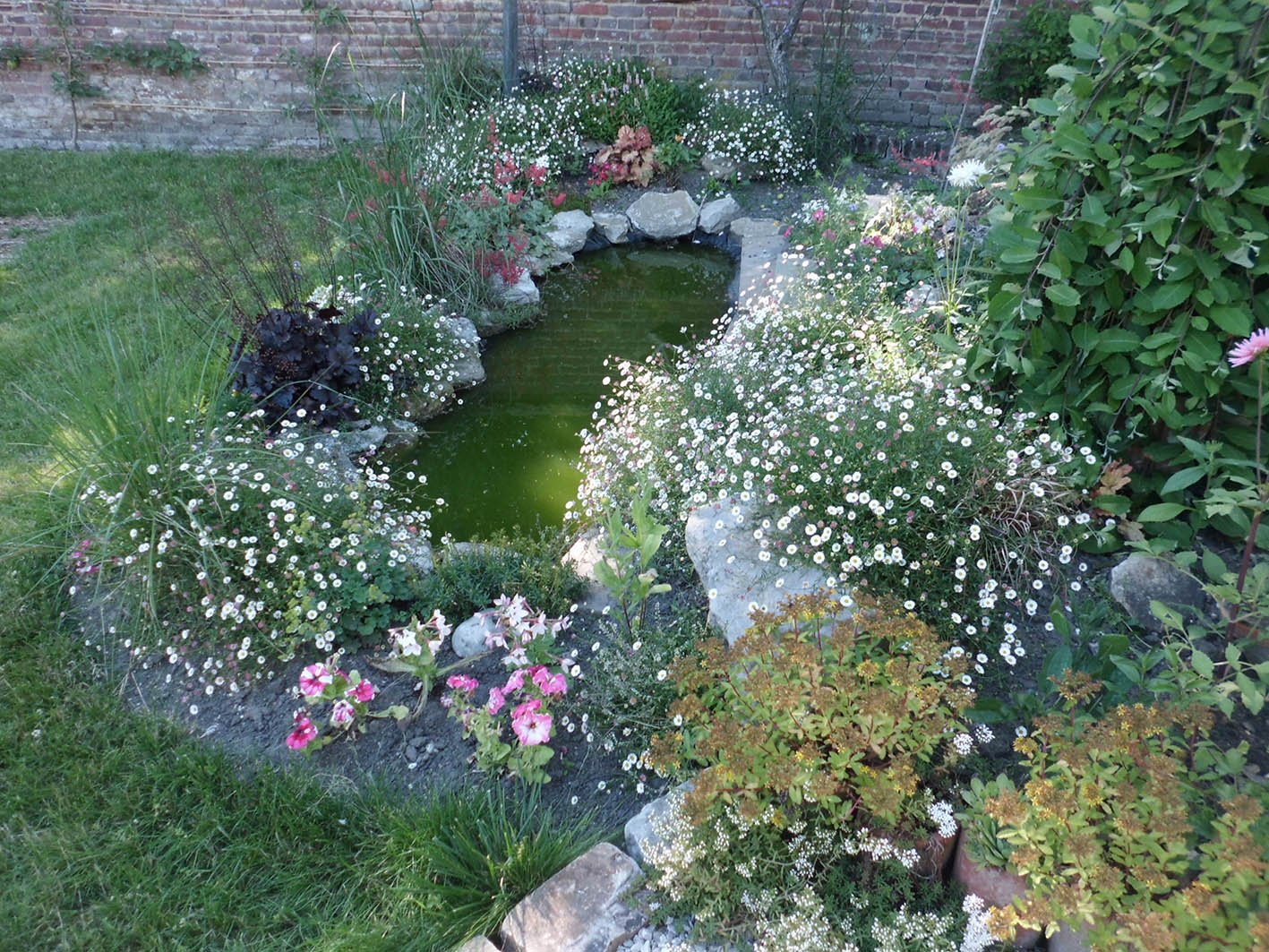 le bassin au jardin d_hydrangéa1.jpg