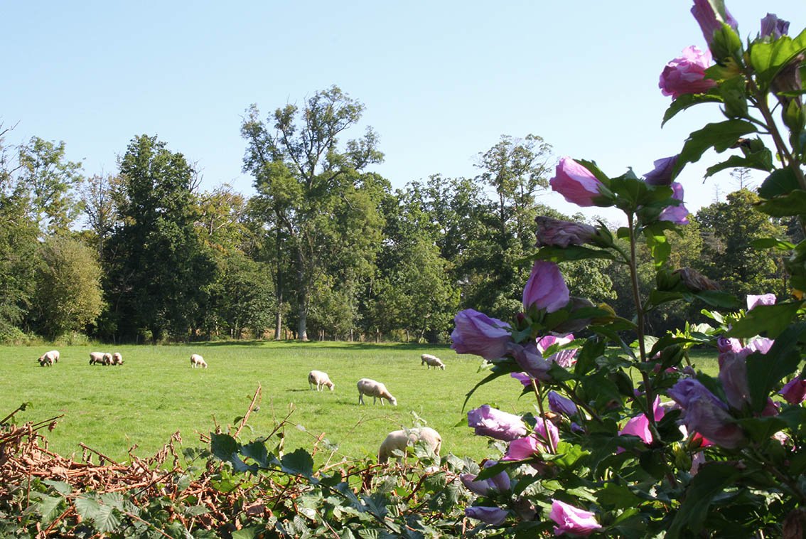 moutons et fleurs.jpg