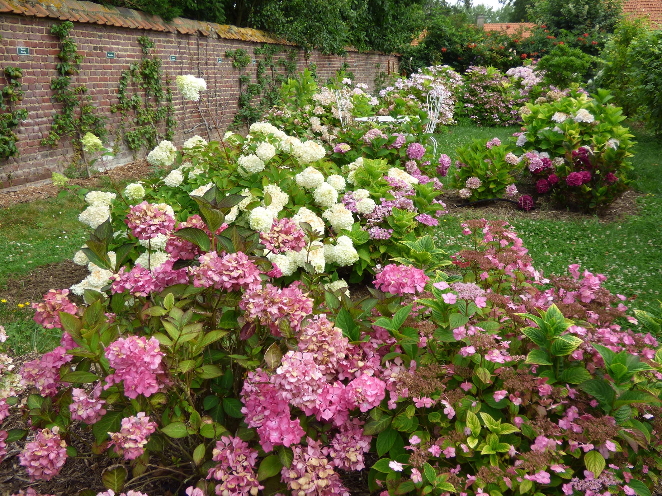 le jardin d_hydrangea1.jpg