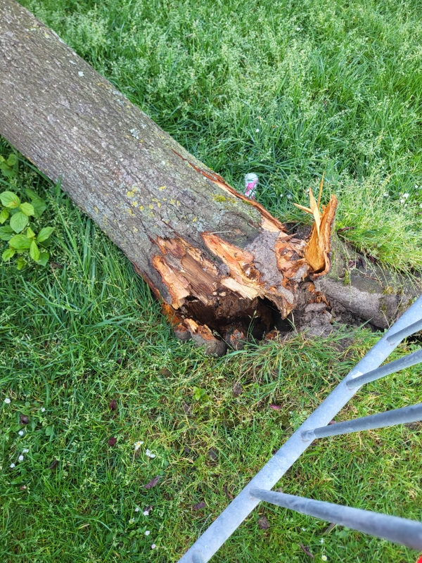 Arbre tombé 2.jpg