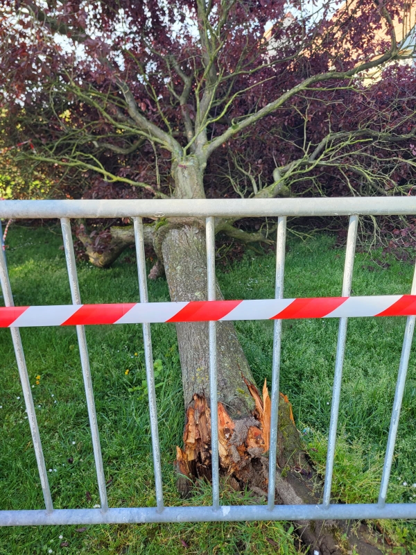 Arbre tombé 3.jpg