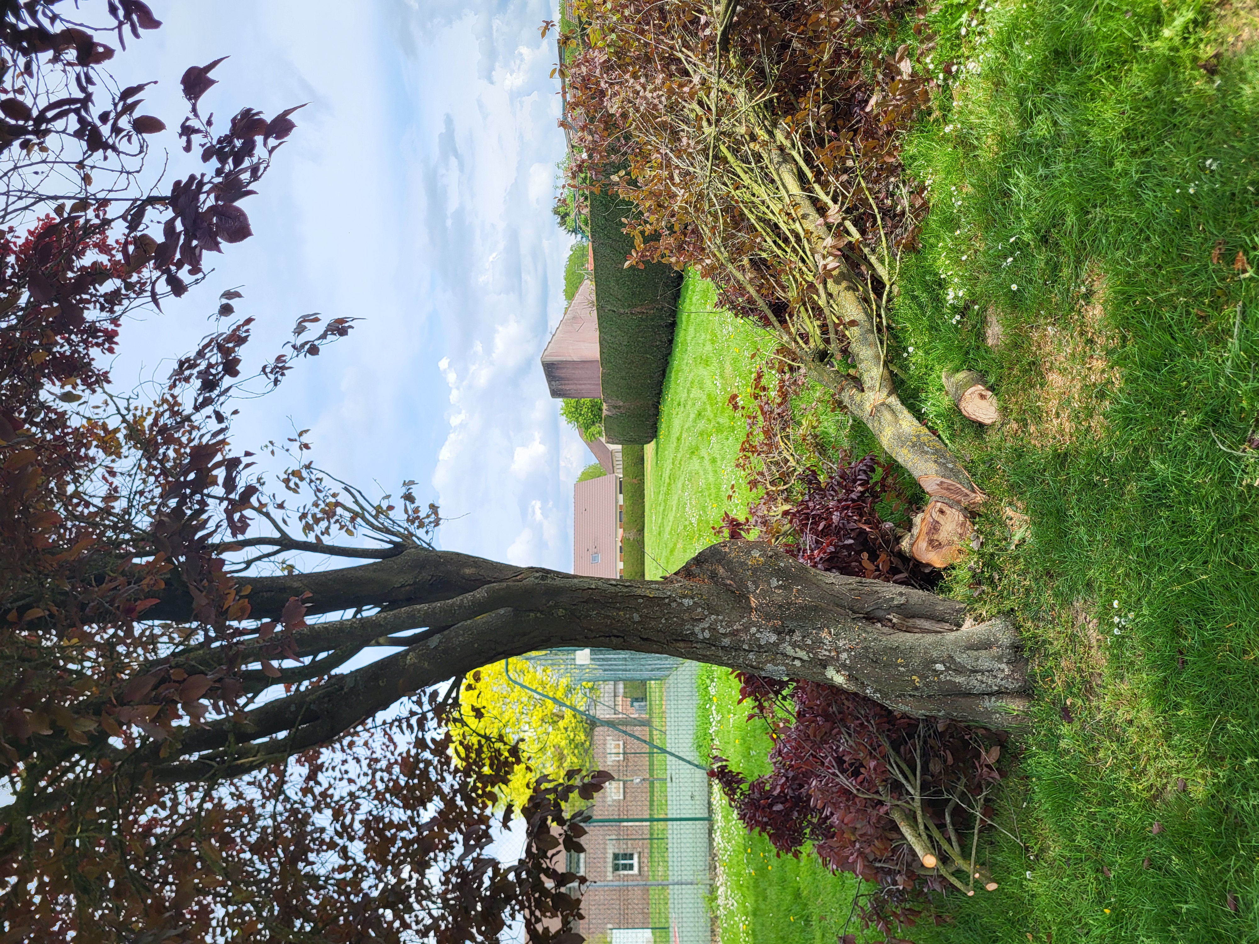 Arbre tombé 1.jpg