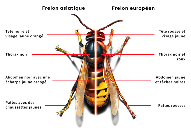 frelon-img.jpg