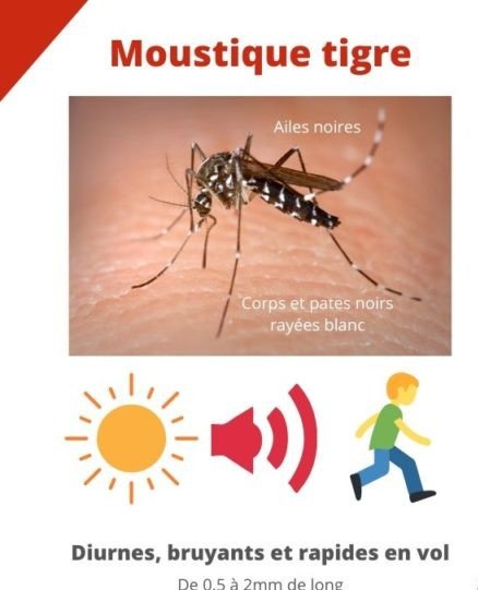 difference-moustique-tigre-moustique-commun 1.jpg