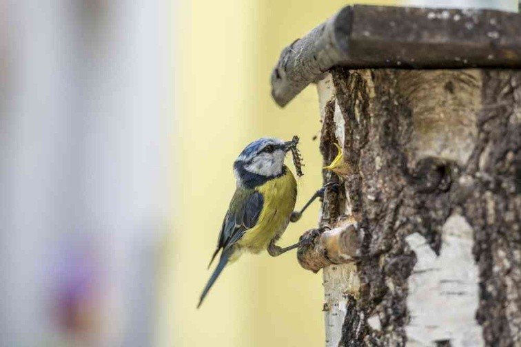 photo mésange.jpg