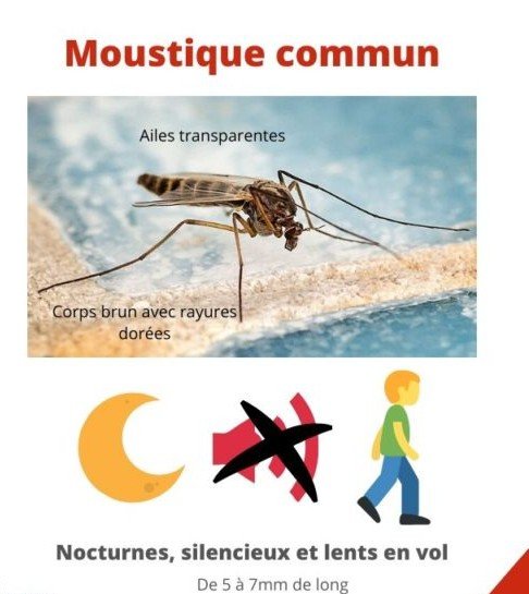 difference-moustique-tigre-moustique-commun 2.jpg