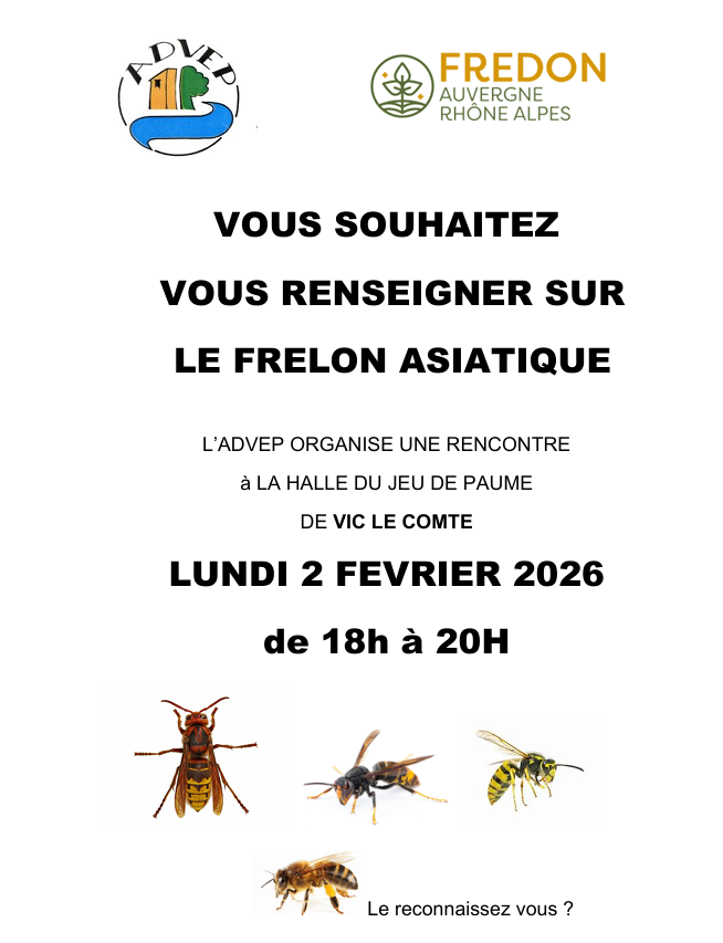 Information sur le frelon asiatique
