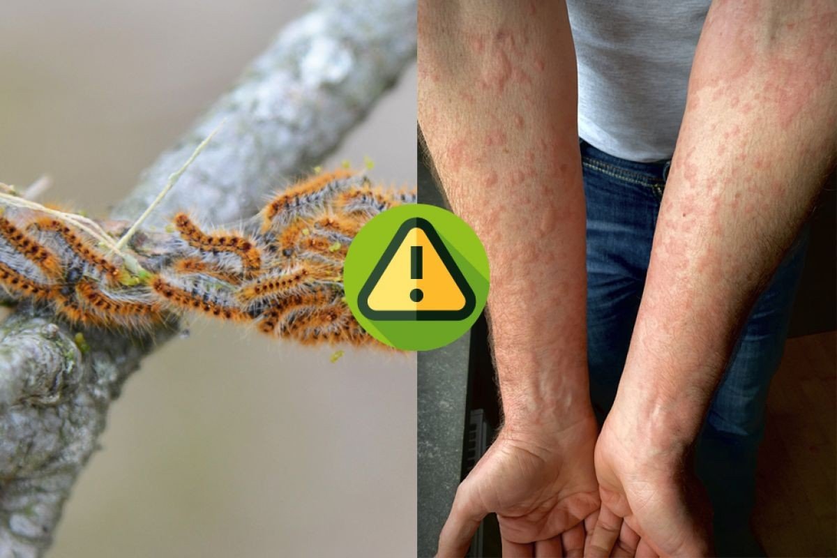 danger chenilles.jpg