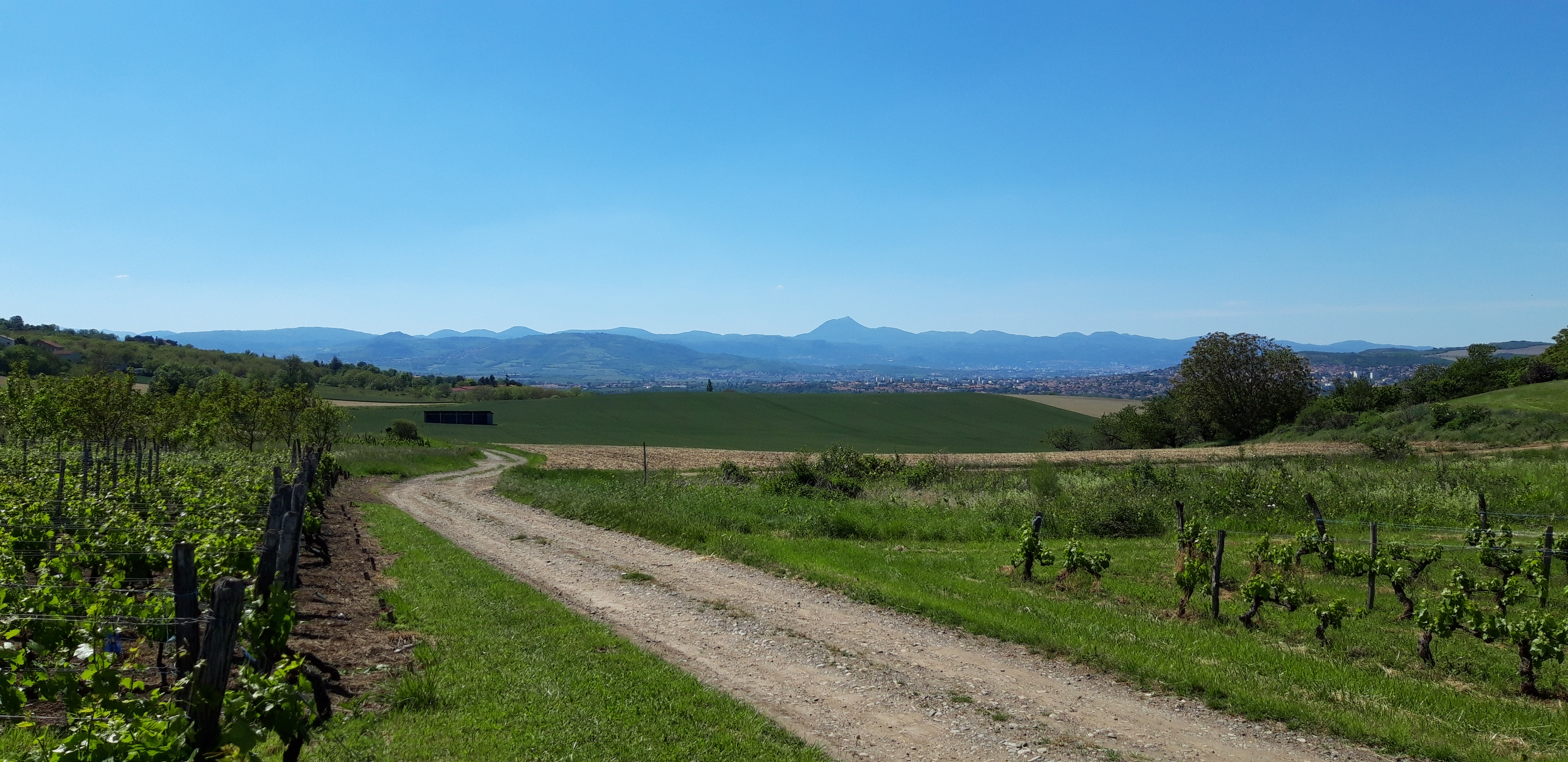 chemin vigne.jpg