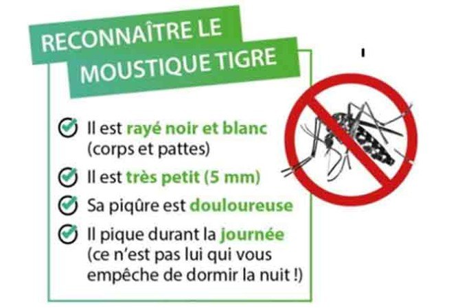 reconnaître un moustique tigre.jpg