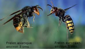 Frelon asiatique - Frelon commun 4.jpg