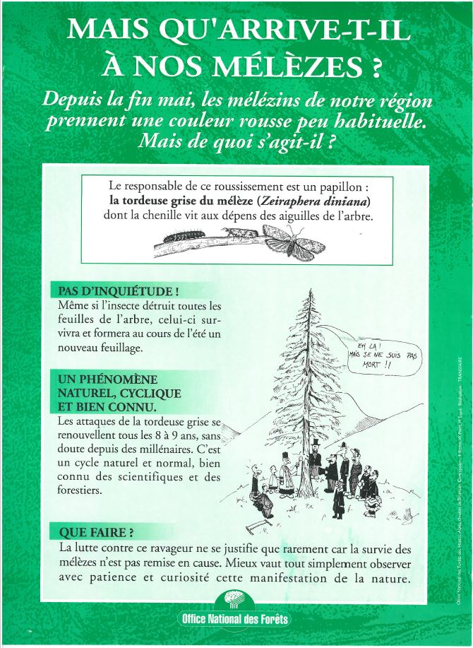 Tordeuse.JPG