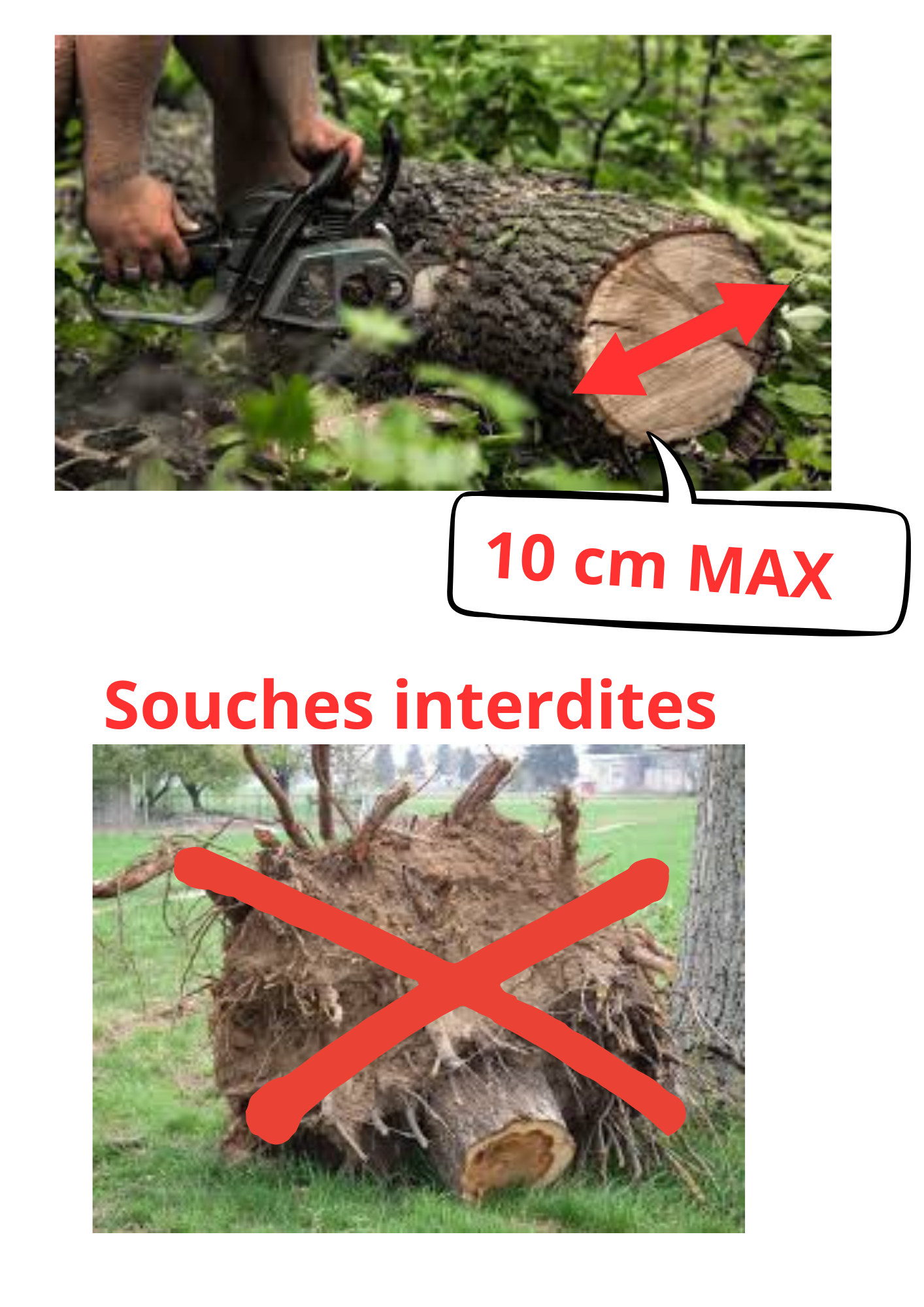 1.2 cm MAX_1_.png