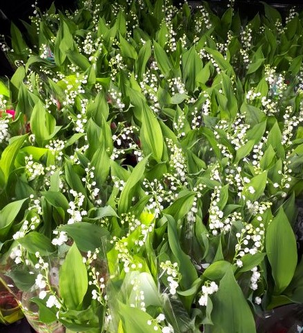 muguet.jpg