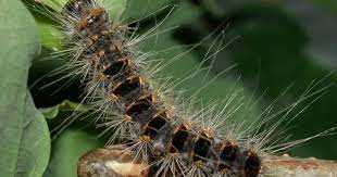 chenille processionnaire.jpg