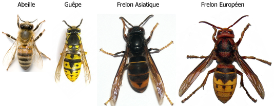 Abeilles-frelons.png