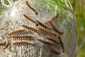 Chenilles processionnaires.jpg