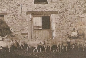 Crisenoy mouton.jpg
