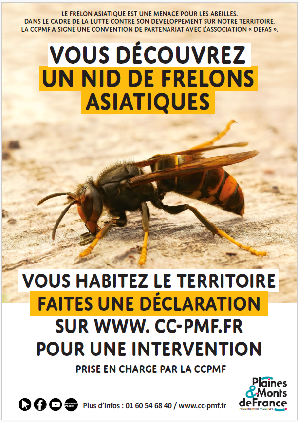 Frelons asiatique.PNG