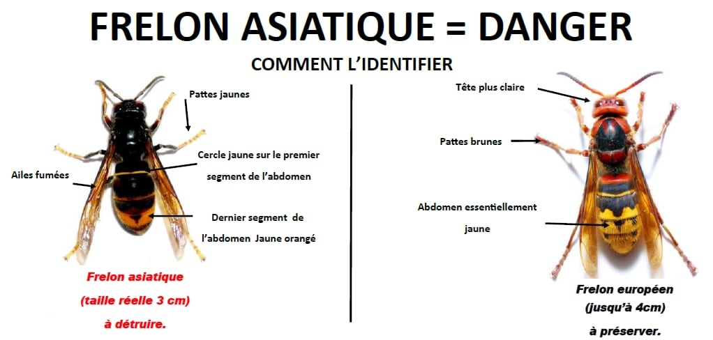 reconnaitre-frelon-asiatique.jpg