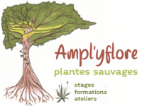 Ampl_yflore.png Ampl_yflore.png