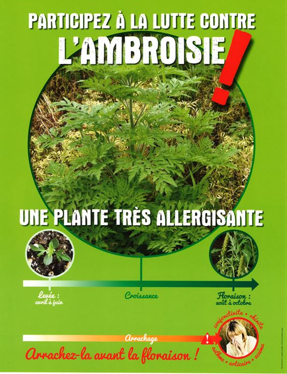 affiche ambroisie.JPG