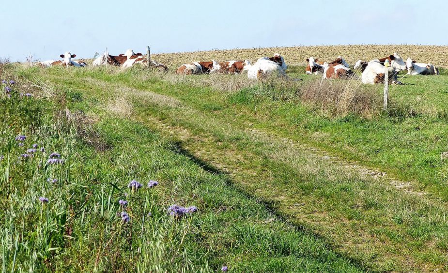 sentier Mollie et Tout vent.jpg