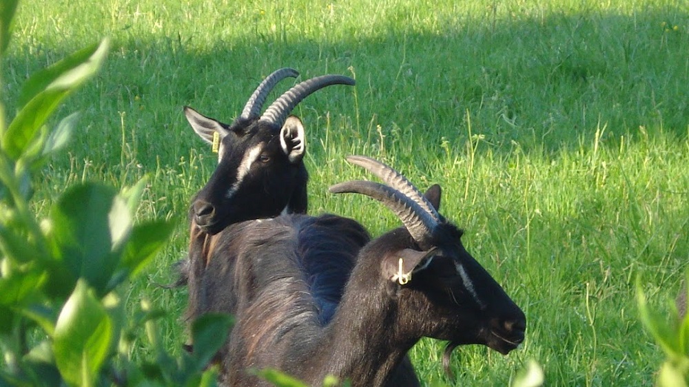 ferme bicheron.jpg