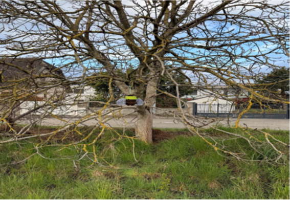 2026 frelon asiatique piege.png