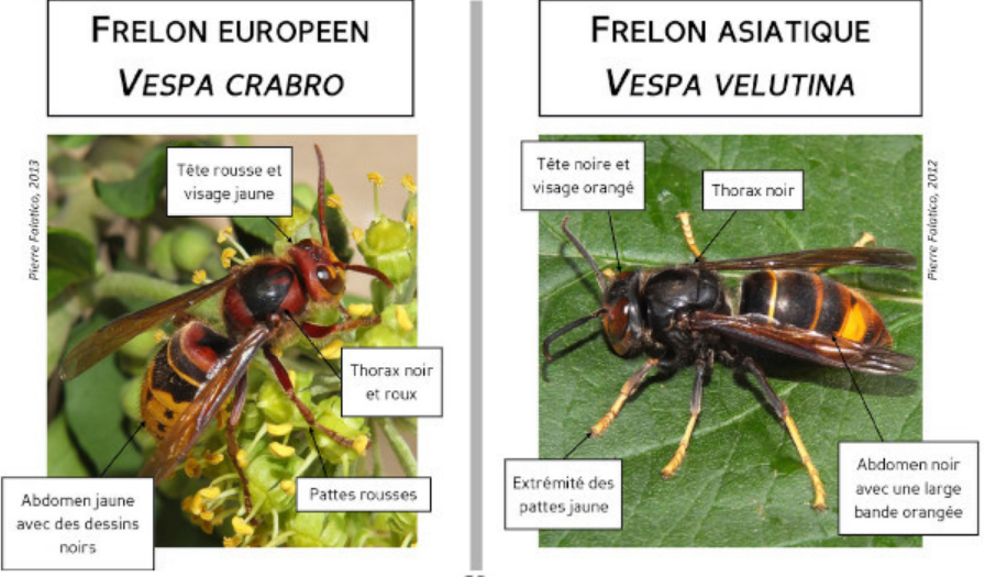 Screenshot 2025-10-07 at 08-38-40 Comment distinguer le Frelon asiatique du Frelon européen - LPO _Ligue pour la Protection des Oiseaux_ - Agir pour la biodiversité.png