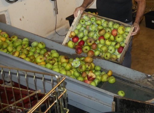 POMMES ARBO.png
