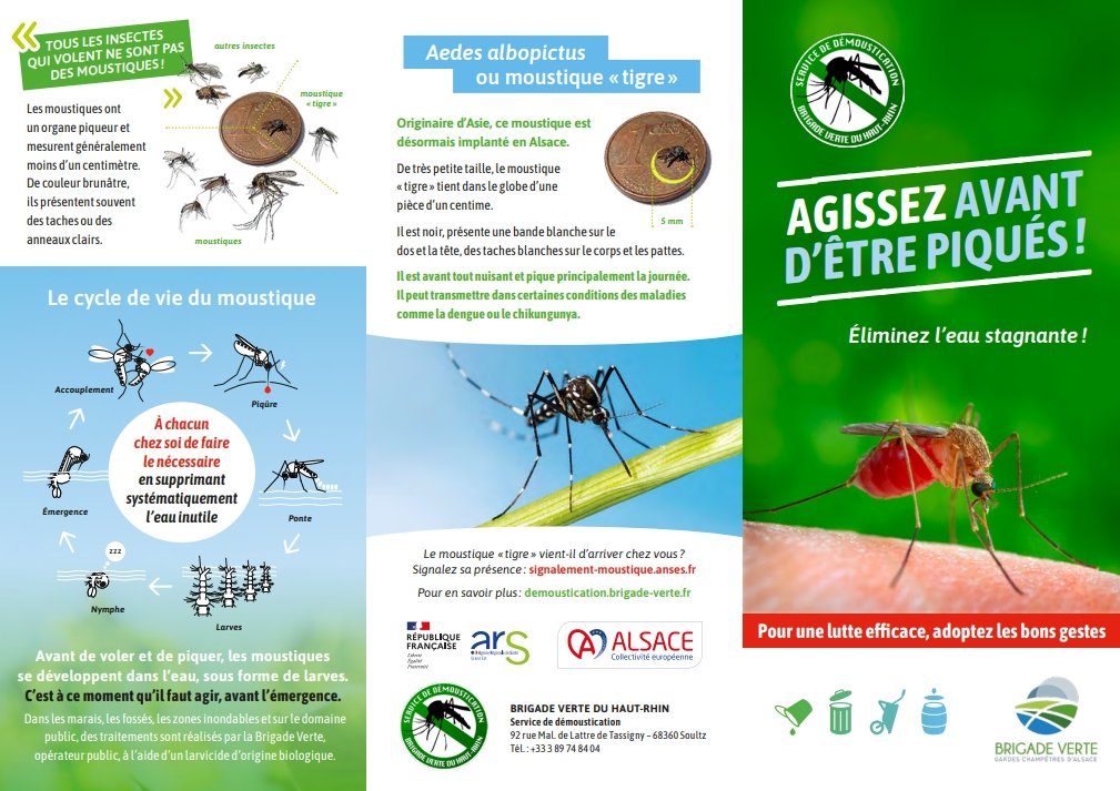 moustique tigre conseils 2.jpeg