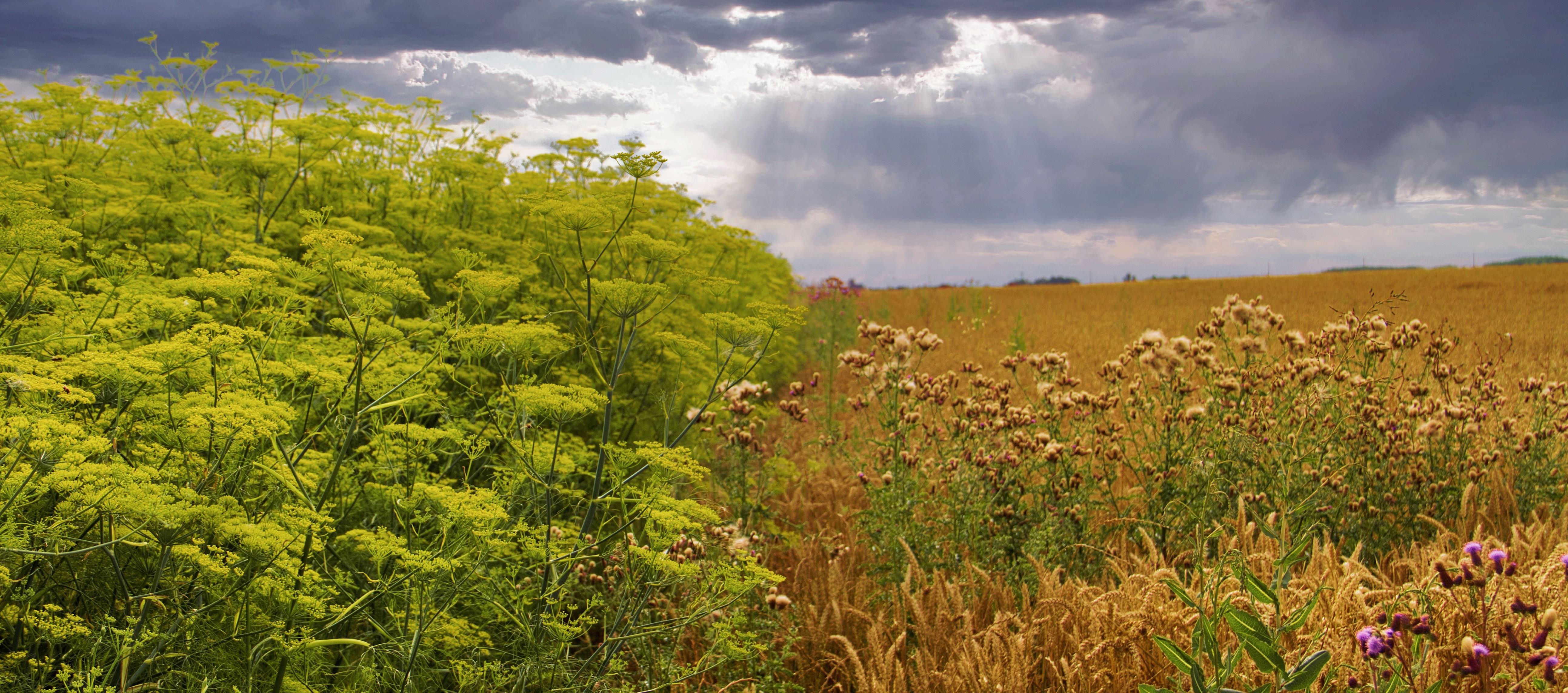 Paysage de beauce- Avant l_orage herve verdier 2.jpg