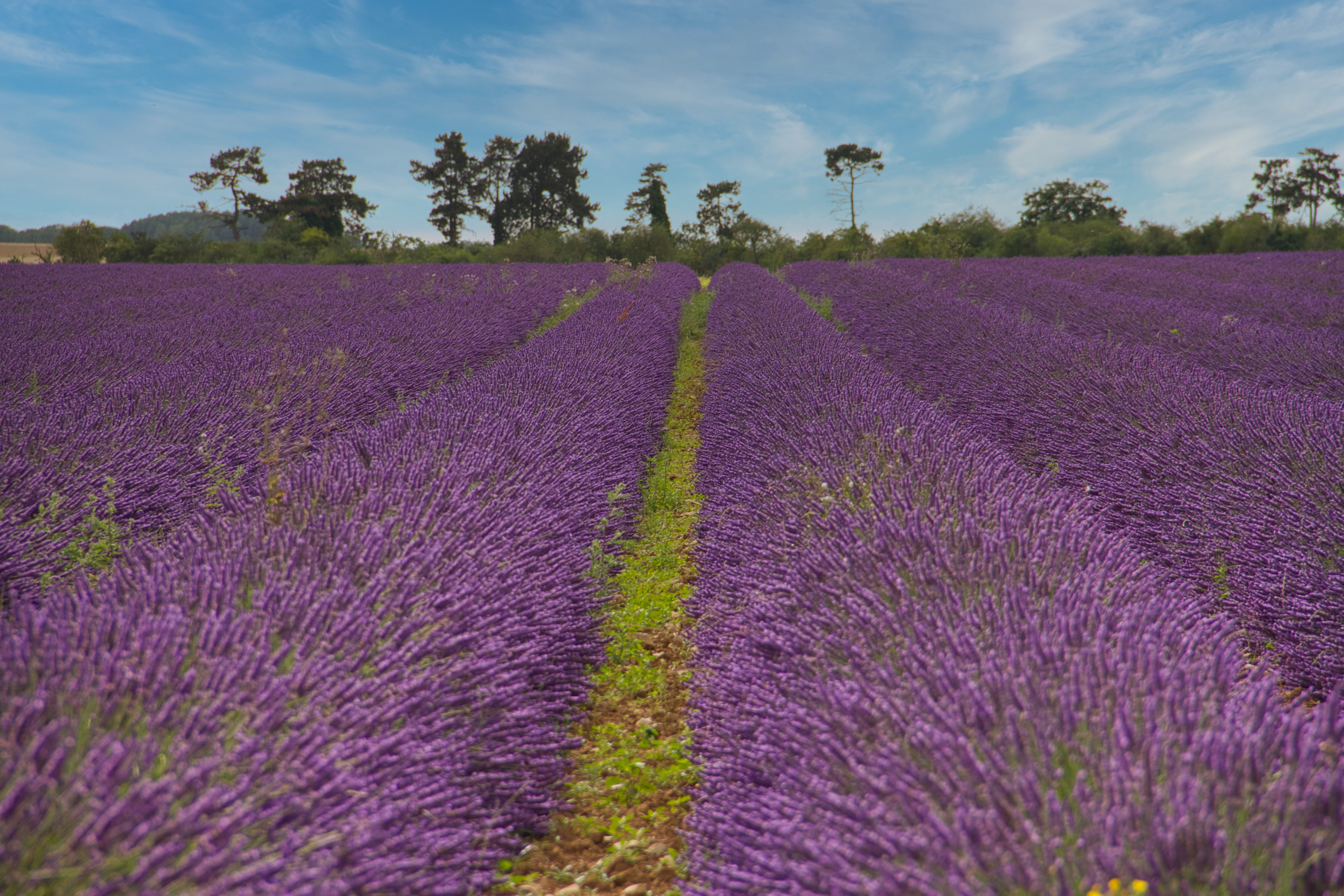 Lavandin vers Membrolles.jpg