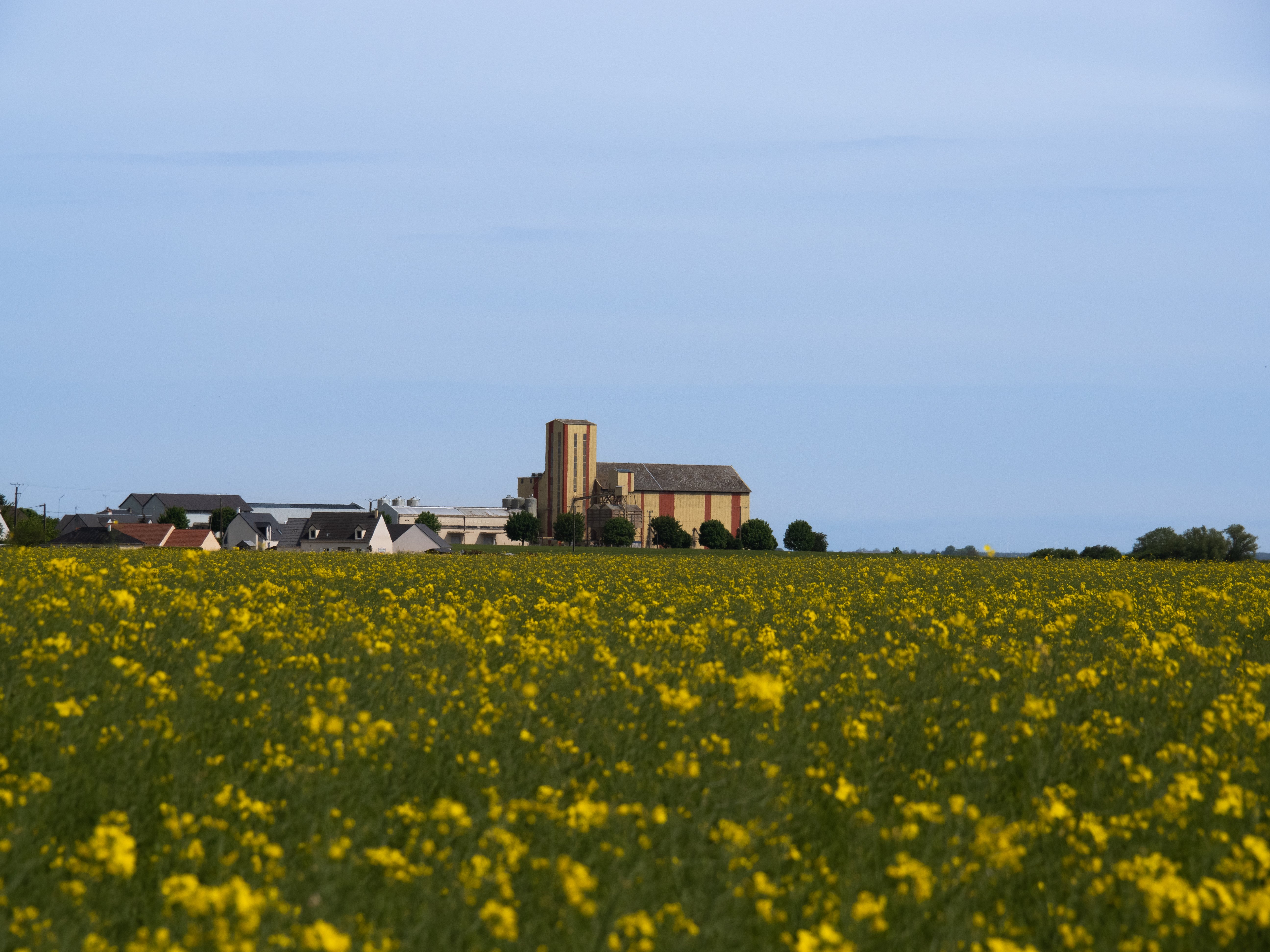 Beauce la Romaine © Giovanna Gaucher _Fichier original_ _16_.jpg